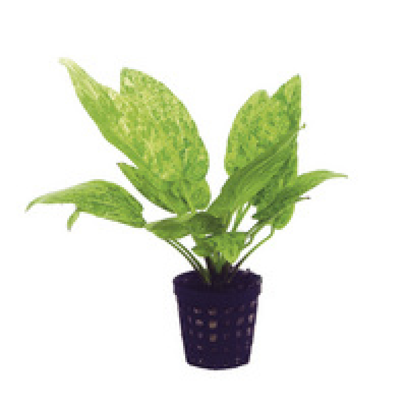 6x Echinodorus Cordifolius Marble Queen